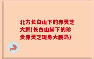 北方长白山下的赤灵芝大鹏(长白山脚下的珍贵赤灵芝现身大鹏岛)