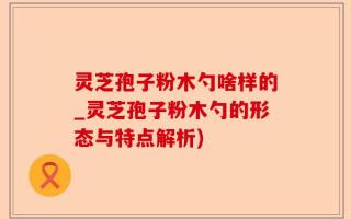 灵芝孢子粉木勺啥样的_灵芝孢子粉木勺的形态与特点解析)
