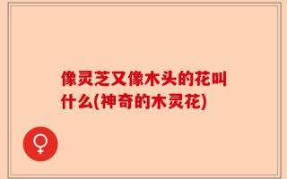 像灵芝又像木头的花叫什么(神奇的木灵花)