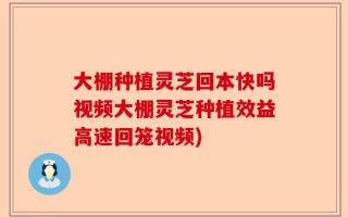 大棚种植灵芝回本快吗视频大棚灵芝种植效益高速回笼视频)