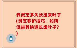 养灵芝多久长出来叶子(灵芝养护技巧：如何促进其快速长出叶子？)