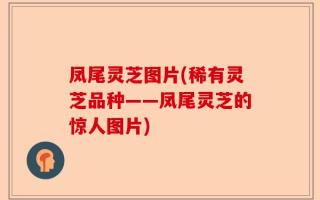 凤尾灵芝图片(稀有灵芝品种——凤尾灵芝的惊人图片)