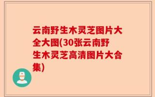 云南野生木灵芝图片大全大图(30张云南野生木灵芝高清图片大合集)