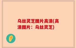 乌丝灵芝图片高清(高清图片：乌丝灵芝)