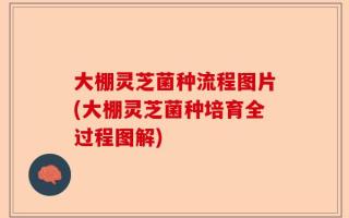 大棚灵芝菌种流程图片(大棚灵芝菌种培育全过程图解)