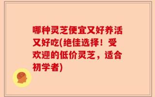 哪种灵芝便宜又好养活又好吃(绝佳选择！受欢迎的低价灵芝，适合初学者)