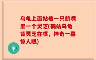 乌龟上面站着一只鹤嘴里一个灵芝(鹤站乌龟背灵芝在嘴，神奇一幕惊人眼)