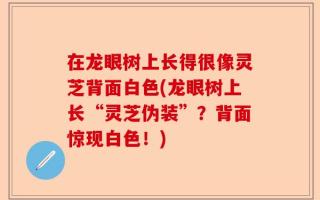 在龙眼树上长得很像灵芝背面白色(龙眼树上长“灵芝伪装”？背面惊现白色！)