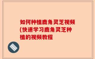 如何种植鹿角灵芝视频(快速学习鹿角灵芝种植的视频教程