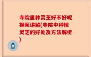 寺院里种灵芝好不好呢视频讲解(寺院中种植灵芝的好处及方法解析)