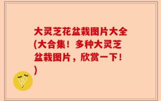 大灵芝花盆栽图片大全(大合集！多种大灵芝盆栽图片，欣赏一下！)