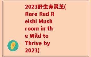 2023野生赤灵芝(Rare Red Reishi Mushroom in the Wild to Thrive by 2023)