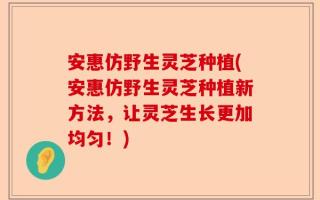 安惠仿野生灵芝种植(安惠仿野生灵芝种植新方法，让灵芝生长更加均匀！)