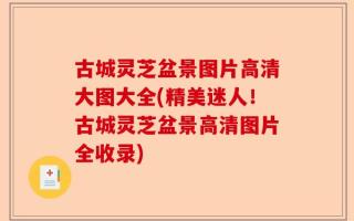古城灵芝盆景图片高清大图大全(精美迷人！古城灵芝盆景高清图片全收录)