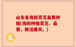 山东省海阳灵芝桑黄种植(海阳种植灵芝、桑黄，鲜活春天。)
