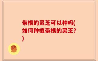 带根的灵芝可以种吗(如何种植带根的灵芝？)