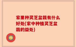 家里种灵芝盆栽有什么好处(家中种植灵芝盆栽的益处)