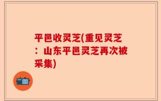 平邑收灵芝(重见灵芝：山东平邑灵芝再次被采集)