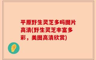 平原野生灵芝多吗图片高清(野生灵芝丰富多彩，美图高清欣赏)