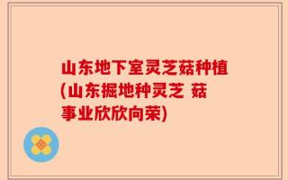 山东地下室灵芝菇种植(山东掘地种灵芝 菇事业欣欣向荣)