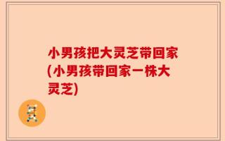 小男孩把大灵芝带回家(小男孩带回家一株大灵芝)