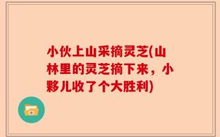 小伙上山采摘灵芝(山林里的灵芝摘下来，小夥儿收了个大胜利)