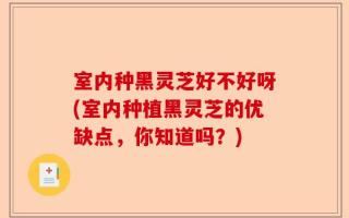 室内种黑灵芝好不好呀(室内种植黑灵芝的优缺点，你知道吗？)