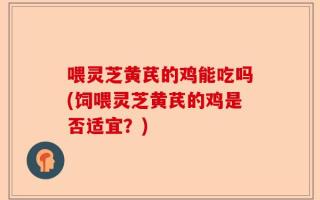 喂灵芝黄芪的鸡能吃吗(饲喂灵芝黄芪的鸡是否适宜？)