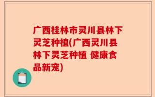 广西桂林市灵川县林下灵芝种植(广西灵川县林下灵芝种植 健康食品新宠)