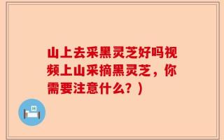 山上去采黑灵芝好吗视频上山采摘黑灵芝，你需要注意什么？)