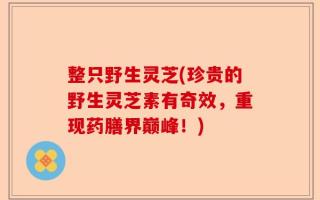 整只野生灵芝(珍贵的野生灵芝素有奇效，重现药膳界巅峰！)
