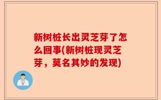 新树桩长出灵芝芽了怎么回事(新树桩现灵芝芽，莫名其妙的发现)