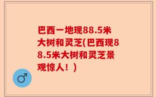 巴西一地现88.5米大树和灵芝(巴西现88.5米大树和灵芝景观惊人！)