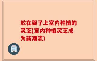 放在架子上室内种植的灵芝(室内种植灵芝成为新潮流)
