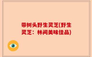带树头野生灵芝(野生灵芝：林间美味佳品)