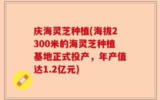庆海灵芝种植(海拔2300米的海灵芝种植基地正式投产，年产值达1.2亿元)