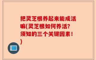 把灵芝根养起来能成活嘛(灵芝根如何养活？须知的三个关键因素！)