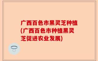广西百色市黑灵芝种植(广西百色市种植黑灵芝促进农业发展)