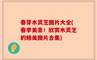 春芽木灵芝图片大全(春季美景！欣赏木灵芝的精美图片合集)