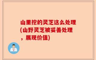 山里挖的灵芝这么处理(山野灵芝被妥善处理，展现价值)
