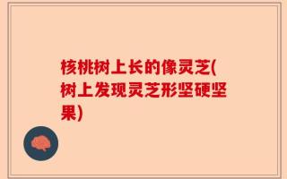 核桃树上长的像灵芝(树上发现灵芝形坚硬坚果)