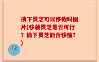 摘下灵芝可以移栽吗图片(移栽灵芝是否可行？摘下灵芝能否移植？)