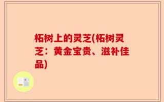 柘树上的灵芝(柘树灵芝：黄金宝贵、滋补佳品)