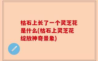 枯石上长了一个灵芝花是什么(枯石上灵芝花绽放神奇景象)