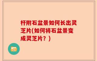杆附石盆景如何长出灵芝片(如何将石盆景变成灵芝片？)