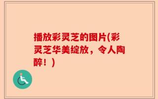 播放彩灵芝的图片(彩灵芝华美绽放，令人陶醉！)