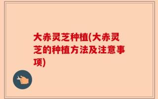 大赤灵芝种植(大赤灵芝的种植方法及注意事项)
