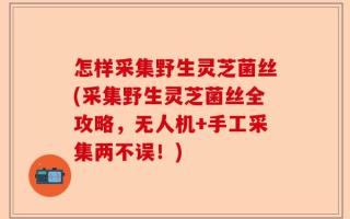 怎样采集野生灵芝菌丝(采集野生灵芝菌丝全攻略，无人机+手工采集两不误！)