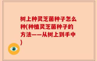 树上种灵芝菌种子怎么种(种植灵芝菌种子的方法——从树上到手中)
