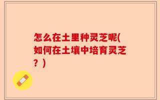 怎么在土里种灵芝呢(如何在土壤中培育灵芝？)